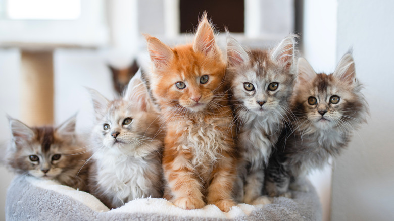 Tiny Maine coon kittens gathered together
