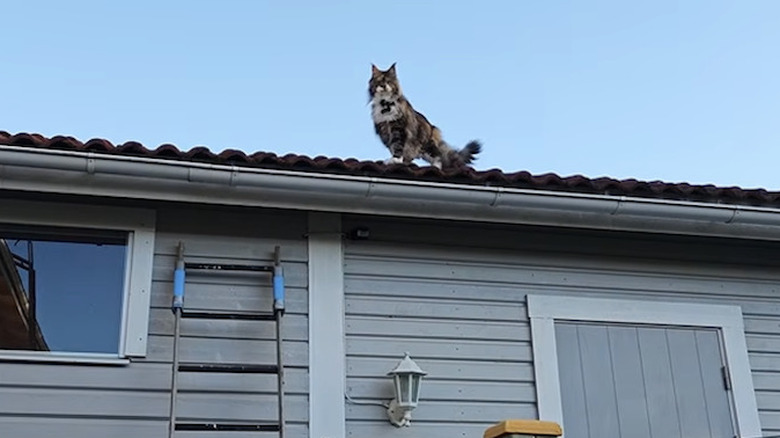 A Maine coon cat named Iris needs help off a roof on YouTube.