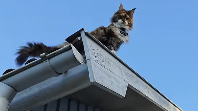 A Maine coon cat named Iris needs help off a roof on YouTube.