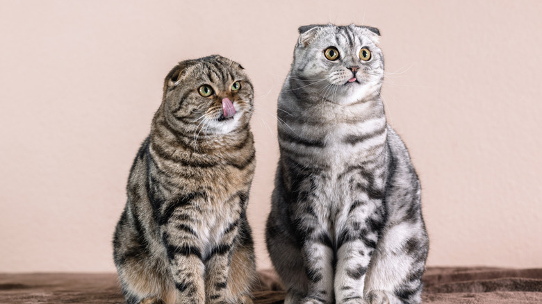 Scottish folds with marbled fur