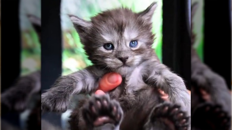 One of the litter of kittens with extra toe beans