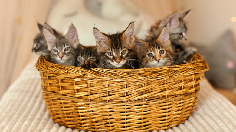 Multiple Maine coon kittens sitting in a basket.