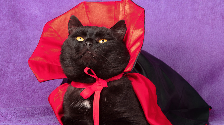 A black cat dressed up as Dracula.
