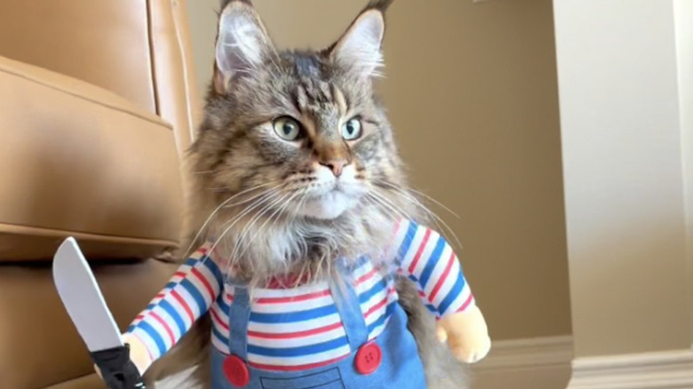A Maine coon cat from Instagram dressed up as a Chucky doll.