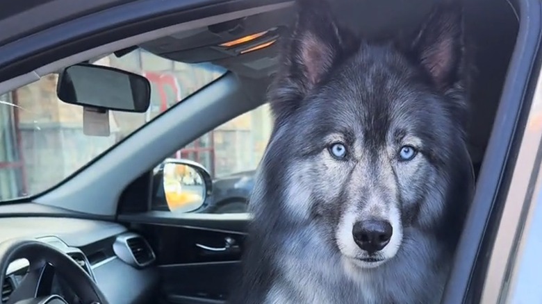 Blue-eyed husky sits in a the driver's seat of an open-doored car.