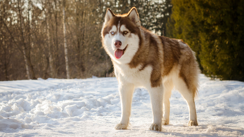 Siberian husky stands on snow-covered ground in forest.