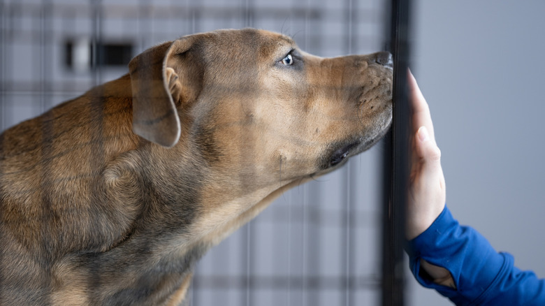 An adult mixed breed dog in a kennel with his face against a person's hand