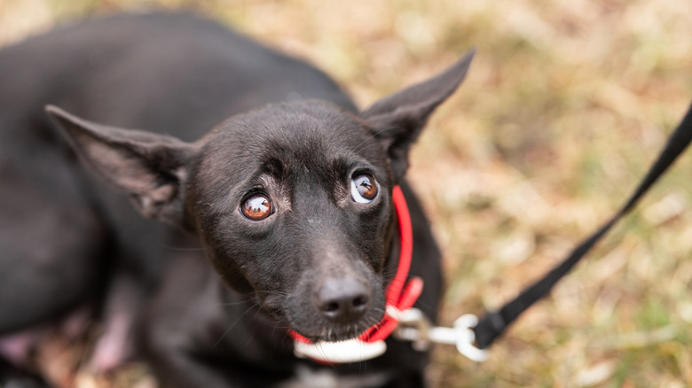 An anxious looking black dog on the ground