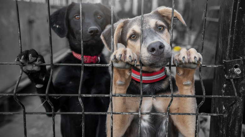 Two dogs in a shelter standing up with their paws against wire fencing