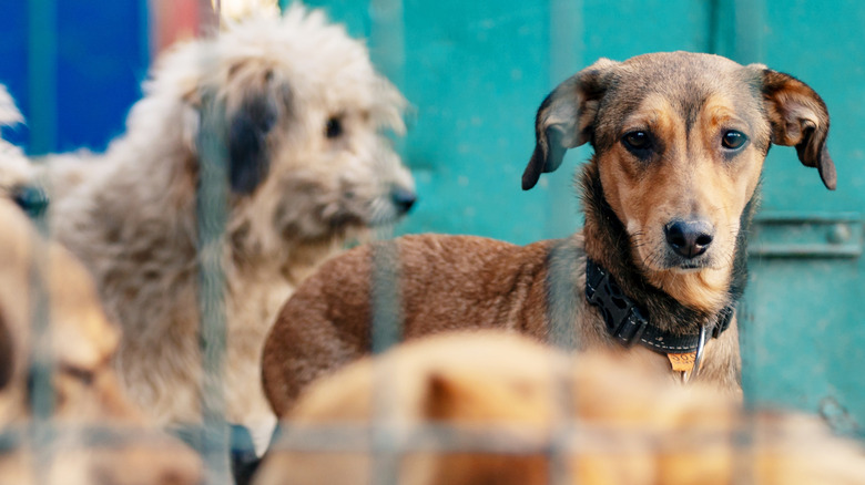 Mixed-breed dogs in a shelter both in a cage together