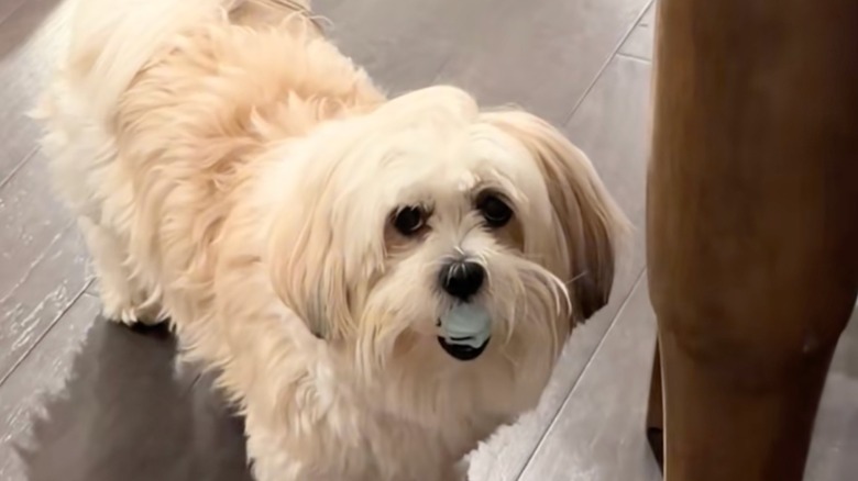 Malshi stares ahead while holding a toy figurine in its mouth.