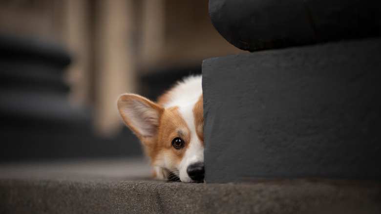 A Welsh Corgi dog peeking out from behind a stone or concrete column. Only one eye and part of the face is visible. The dog looks curious, cautious, or playful. Urban background with soft focus.