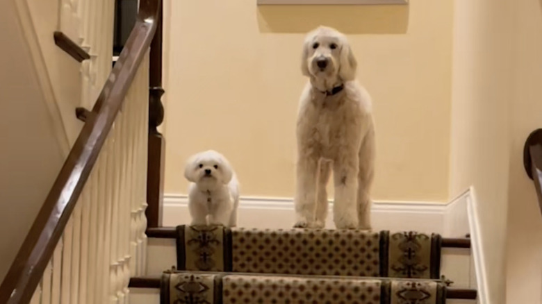 Maltese and his similar uncle stare at owner a la of The Shining on TikTok.