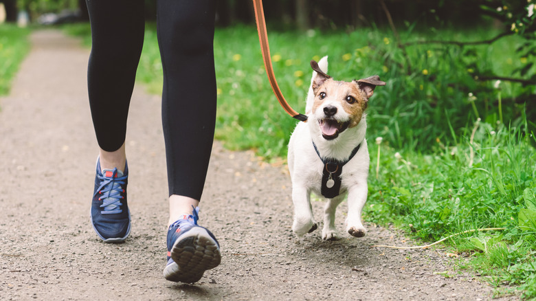 A happy dog and its owner out for a walk on a trail.