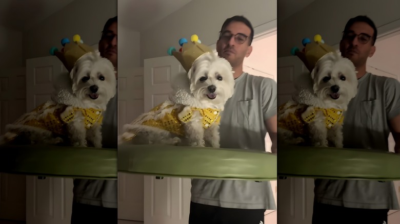 Maltese dog wearing a crown and being carried on a pillow