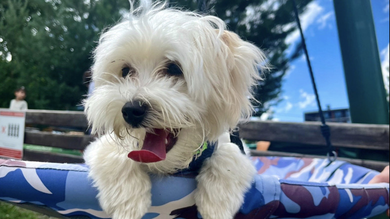 Maltese dog famous for wildly making music on iPad in TikTok video.