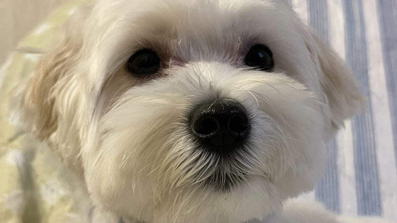 Maltese dog famous for wildly making music on iPad in TikTok video.