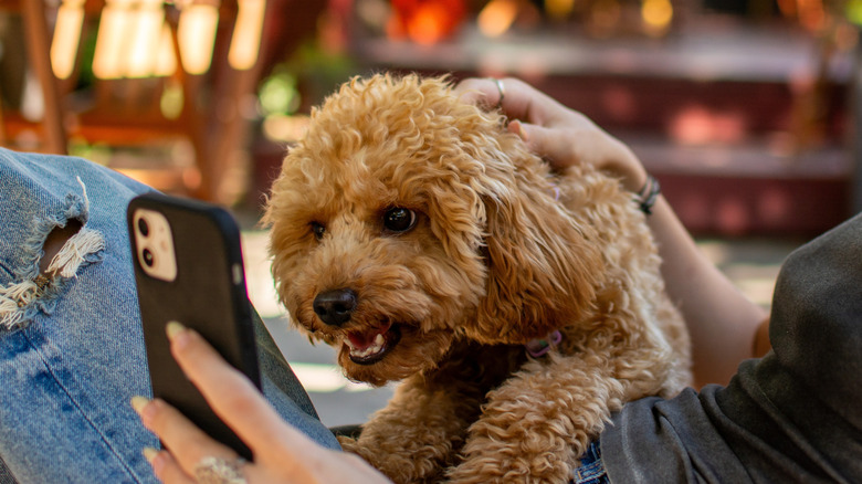 Maltipoo looking at a phone.