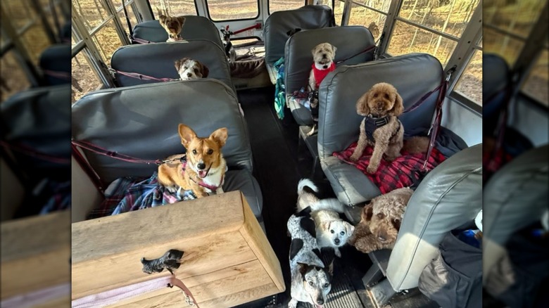 Happy dogs in school bus