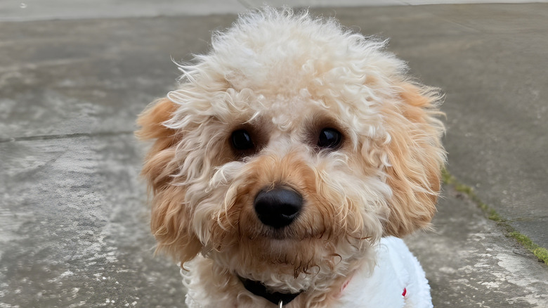 Maltipoo stares at the camera