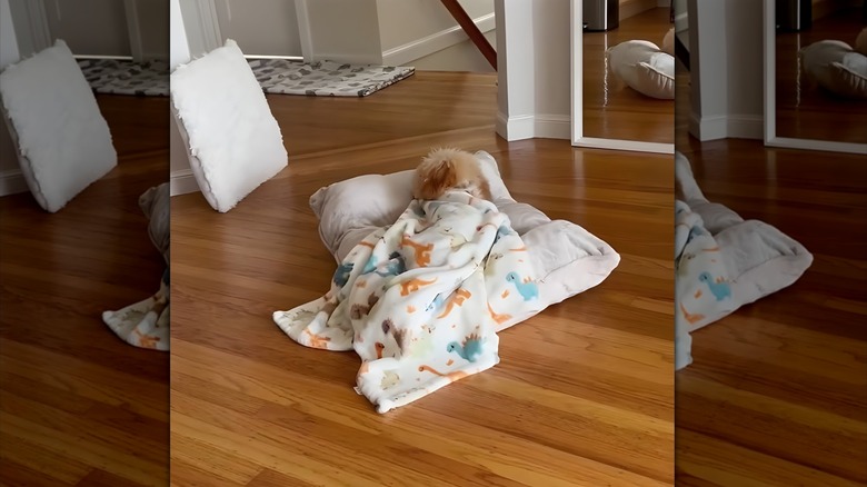 Maltipoo lying on a pillow, under a dinosaur blanket