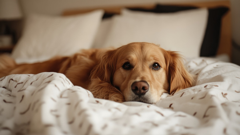 A yellow dog lying on a bed.