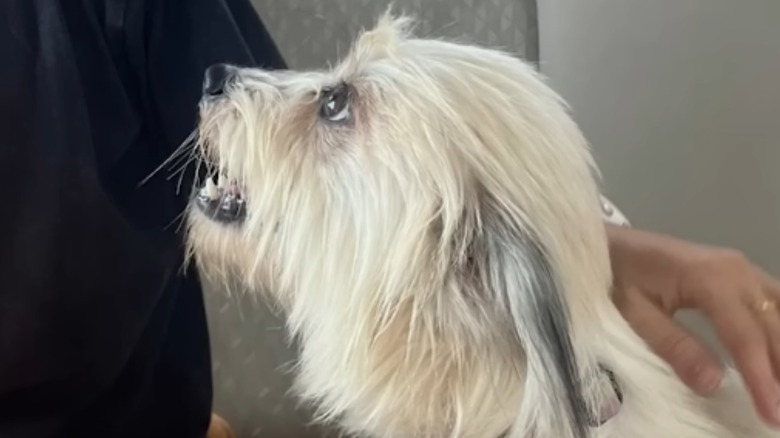 Happy-looking white dog