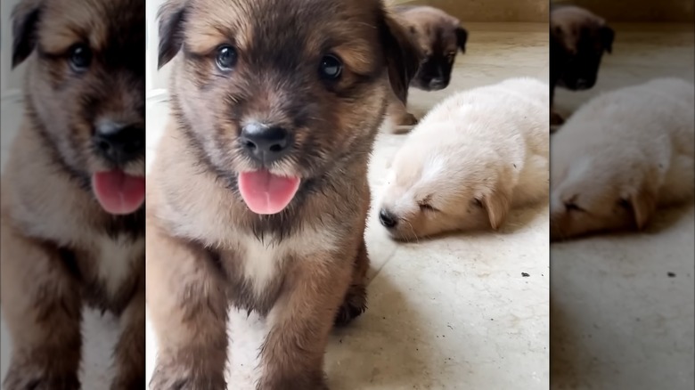 Indah's three sweet puppies