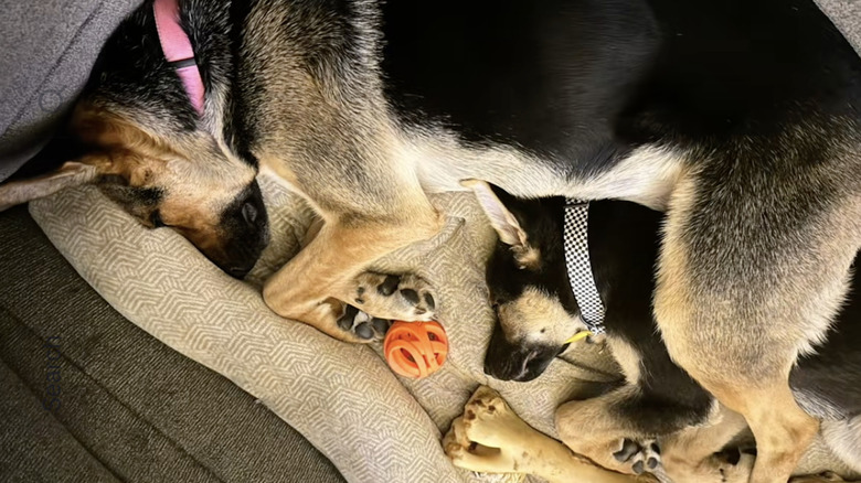 A mama German shepherd and her baby rescued off the street curl up together on TikTok.