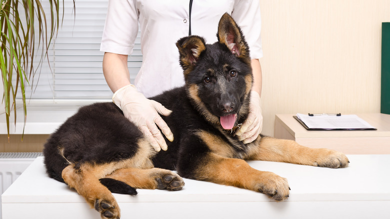 A German shepherd puppy at the vet.