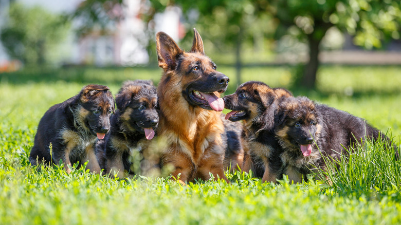 Adult German shepherd with litter of puppies on lawn