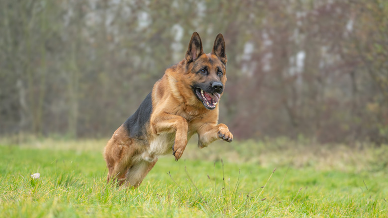 A German shepherd running and jumping outside.