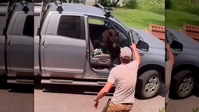 Man facing a black bear cub in the passenger seat of his truck