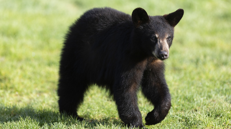 Black bear cub walking in the grass