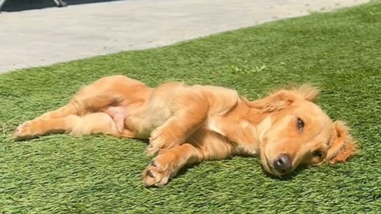 Man Leaves To Go On Bike Ride, But His Sneaky Mini Dachshund Has Other Plans