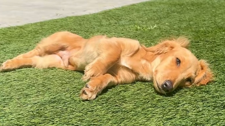 Owen lying on the grass.