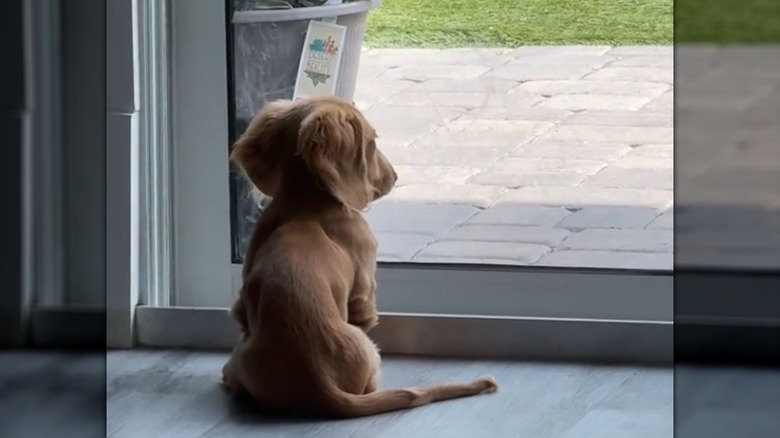 Owen awaiting his owners