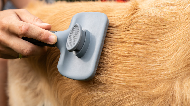 Close up of brushing a golden retriever's fur
