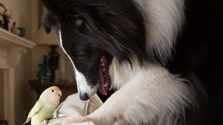 A dog playing with a bird on a couch.