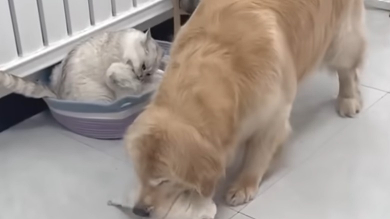 A golden retriever with a kitten in its mouth standing next to a basket holding more cats.