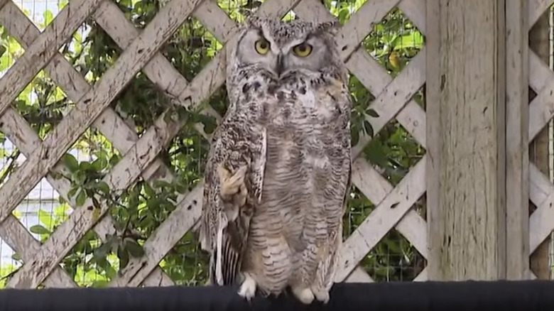 Casper the great horned owl has helped foster hundreds of owlets in wildlife rehab.