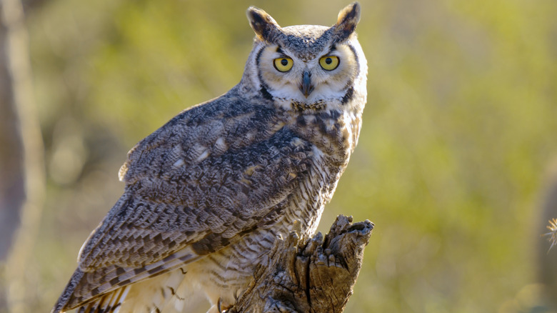 A great horned owl sits on a tree stump in the forest.