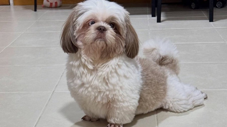 Chootie the dog from Instagram has a unique look on display.