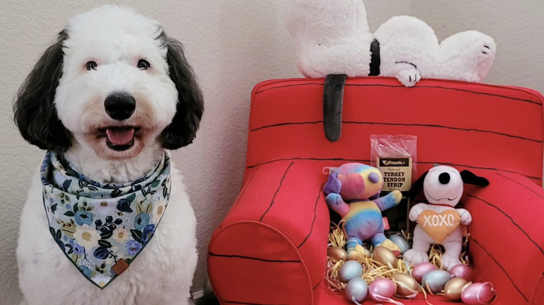 Bayley the Sheepadoodle on Instagram resembles Snoopy.