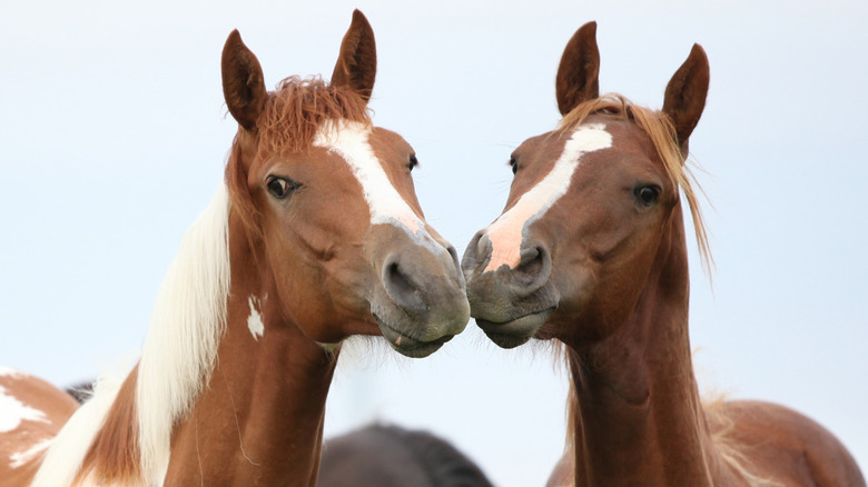 Two horses seemingly kissing outside side by side.