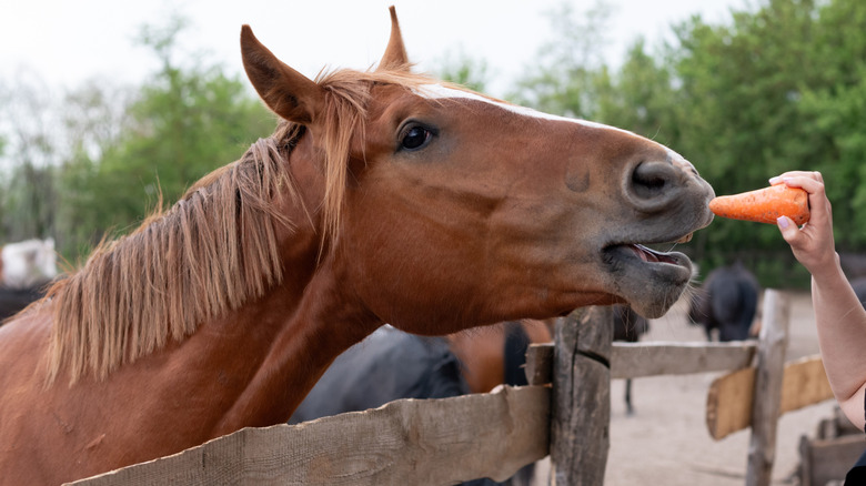 A horse being fed a carrot by hand.