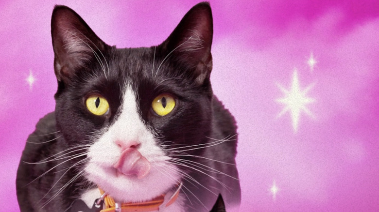 Gizmo the tuxedo cat belongs to actor Hudson Williams.