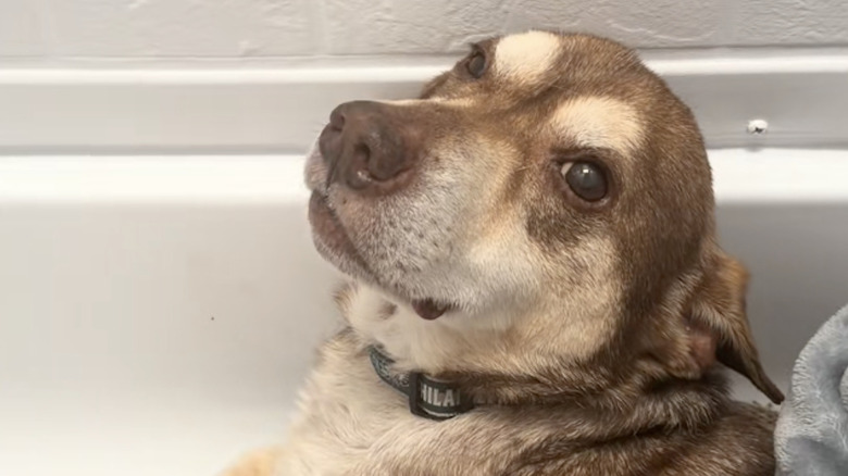 A rescue dog named Roger from TikTok.