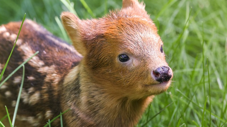 Southern pudu fawn in tall grass.