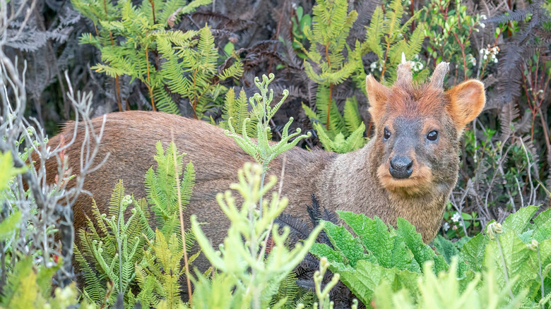 Southern Pudu with little horns is standing between the vegetation.